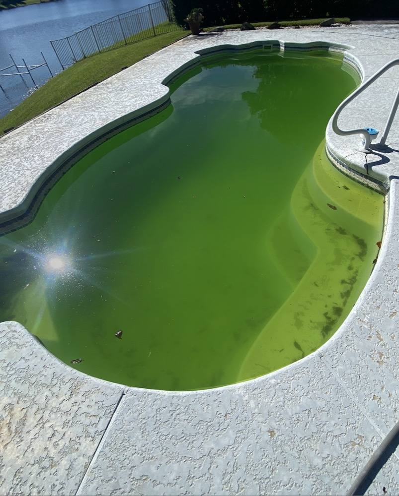Green, algae-filled pool before Sharkey Pools service